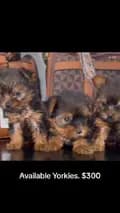 Yorkie puppies for sale-yorkiepuppiesforsale222