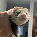 Lolanrita Ferret TikTok😎-lolanrita