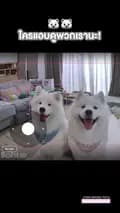 อูยูบิงซู&ทูยู ซามอยด์พาเที่ยว-thesamoyed.journey