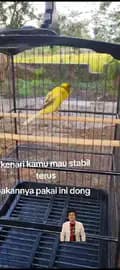 Bravo Bird Shop Indonesia-bravobirdshopindonesia