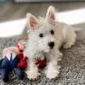 Flora-flora_theblindwestie