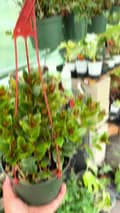 Nanu’s Plant Shop-nanus_nursery