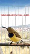 Manuk_kebon-manuk_kebon