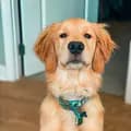 The Golden Named Bentley-thegoldennamedbentley