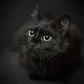Cats-blackcats.house