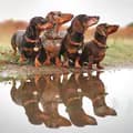 Barney, Benji, Monty, Ozzie-the_daxie_trouble