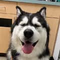 Haru-harukithemalamute