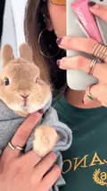 Bunnydayoff-bunnydayoff