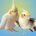 Всё о попугаях 🐥-2fluffy_dolls