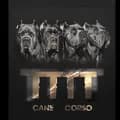 Tor & Titan & Troy & Talisman-tttt_cane_corso