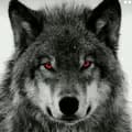 Lobo ômega-lobo_omega1