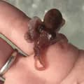 Ochito the Octopus & Friends-the12gageman