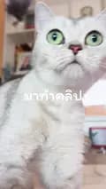 เมเม่อินเลิฟแคท-memeinlovecat