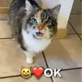 The OK Cat 😸-the.ok.cat