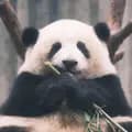 Panda-bigpandapandas