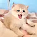PetShop UK-meow6cat