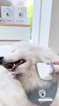 อูยูบิงซู&ทูยู ซามอยด์พาเที่ยว-thesamoyed.journey