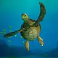 funny turtle-funny.turtle12