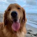 SashaTheGolden-sashathegoldenretriever