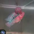 aghnia fish-aghniafish