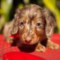 Indy the Mini Doxie-indytheminidoxie