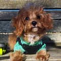 Phoenix-phoenix_the_cavapoo