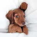 Hushpuppy the Mini Dachshund-thehushpup