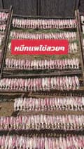 ผู้บ่าวขายปลาหมึก-sundrysquid