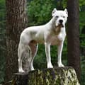 💎 Dogo Argentino 💎-deluxedogos