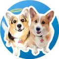 Hammy & Olivia Corgi-hammyandolivia