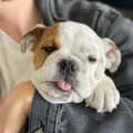 Silverio the bulldog-silveriothebulldog