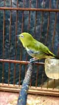 Manuk_kebon-manuk_kebon