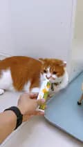 MEOWOMPONG-meowompong