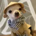 YUDOG-FASHION FOR YOUR PET-gia.dinh.bon.bon