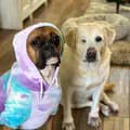 Sookie and Dolly The Boxer-sookieanddollytheboxer