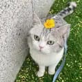 Kitty cat｜Kucing-kitty_perferred