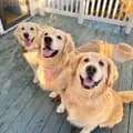 Alissa | Joyful Goldens-joyful_jax