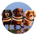 Mother of Dachshunds-motherofdachshunds_