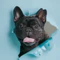 Bruno the Frenchie-brunoong1005