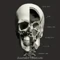 Anatomy Standard-anatomystandard