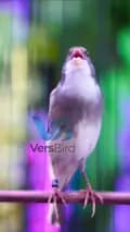 Vers Bird-vb_versbird