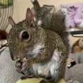Squirrely Paradise-pipthebabysquirrel