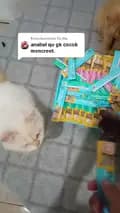 kucing lea-kucinglea