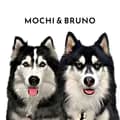 🐶 Mochi • Bruno • Pocky 🐶-mochithemochii