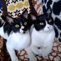 Manchis y Dasky-manchitas_kittens