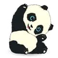 Panda Jawa-panda_jawa