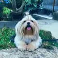 Shihtzu Family-shihtzufamily2