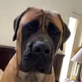 BowserTheMastiff-bowserthemastiff