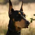 Maze the Doberman-mazethedoberman