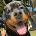 Moose The Rottie-moose_therottie